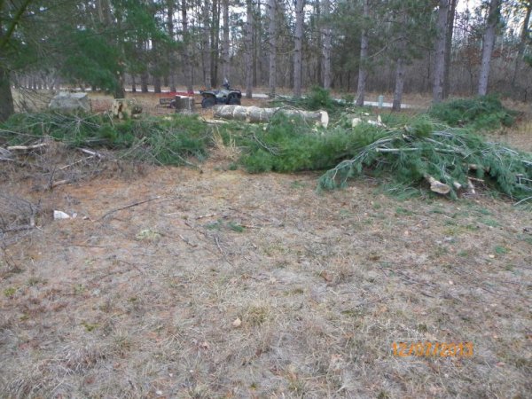 White pine at Lyle's-4.JPG