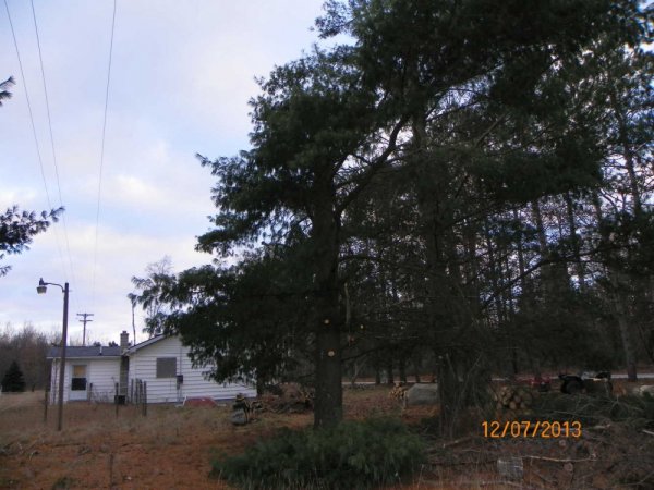 White pine at Lyle's-3.JPG