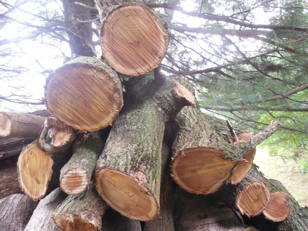 what kind of firewood is this 001.JPG