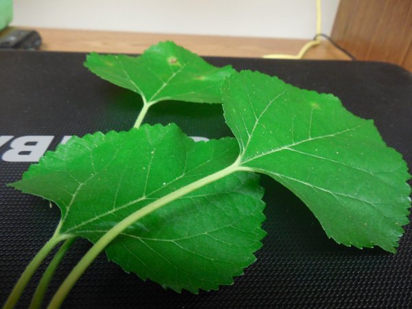 leaves from tree 001.JPG