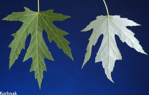 Silver_maple_leaf_lg.jpg