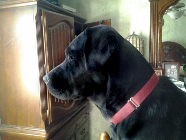 Molly looking out.jpg