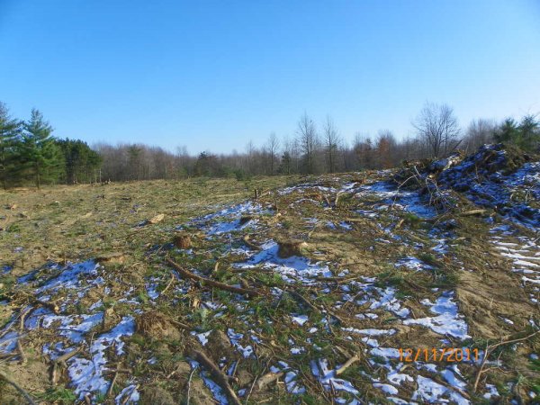 After the chipping-2.JPG