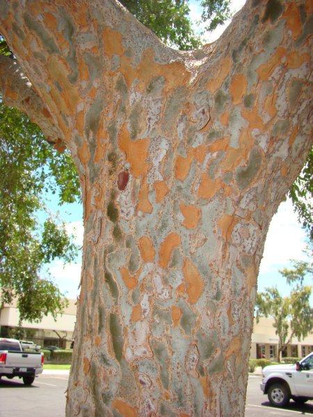 chinese Elm.jpg