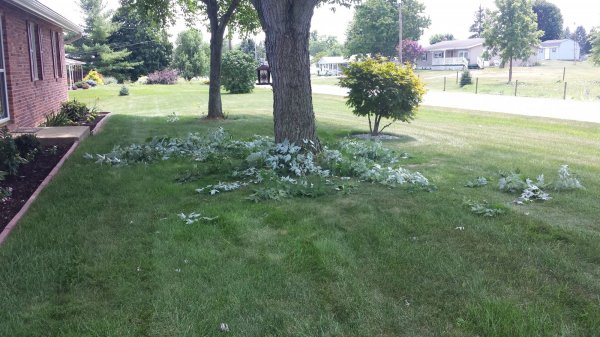 20150724_133707.jpg