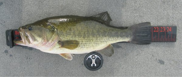 21 inch LMB.jpg