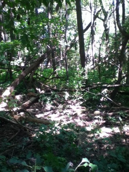 tmp_28955-photo-2253382851.JPG