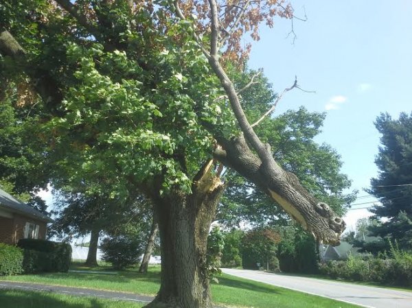 badtree.jpg