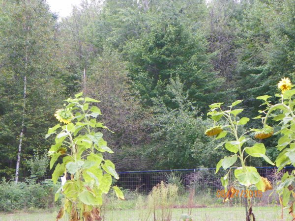 Apple south of garden.JPG