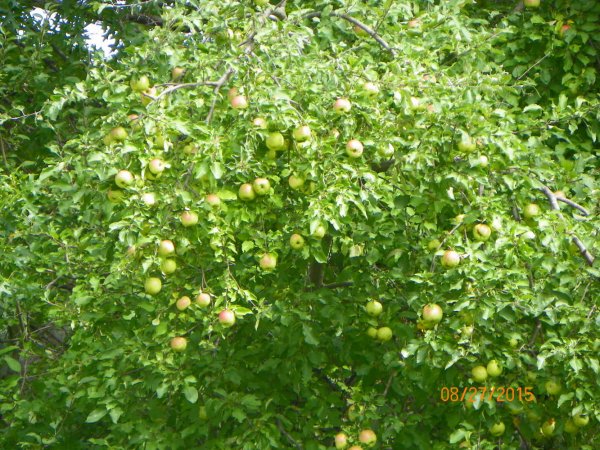 Apples by sand.JPG