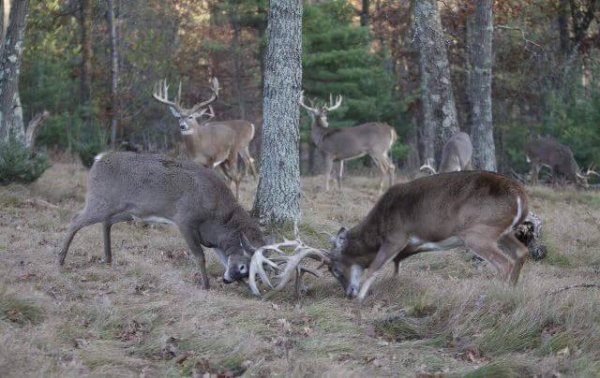 Bucks, bucks and more bucks.jpg