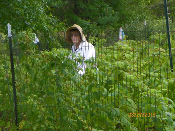 Judy picking berries.JPG