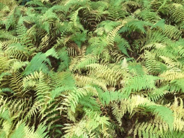 ferns_turning.jpg