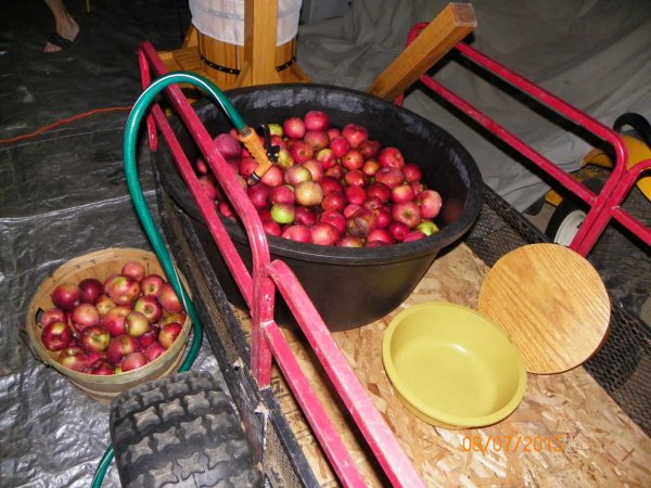 Apples for cider.JPG