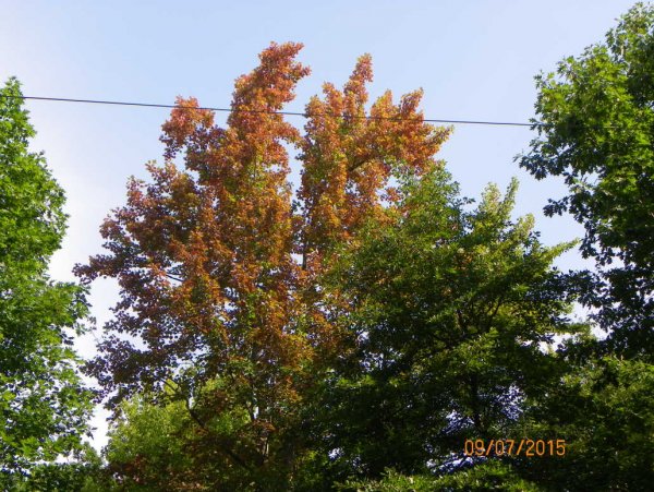 Maple south of mailbox.JPG