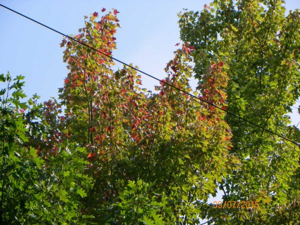 Maple by road.JPG