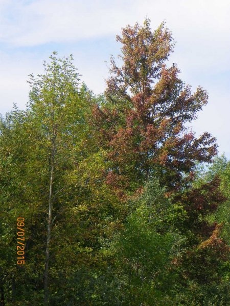 Maple-Baldwin rd.JPG