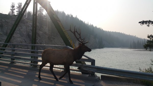 elk.jpg