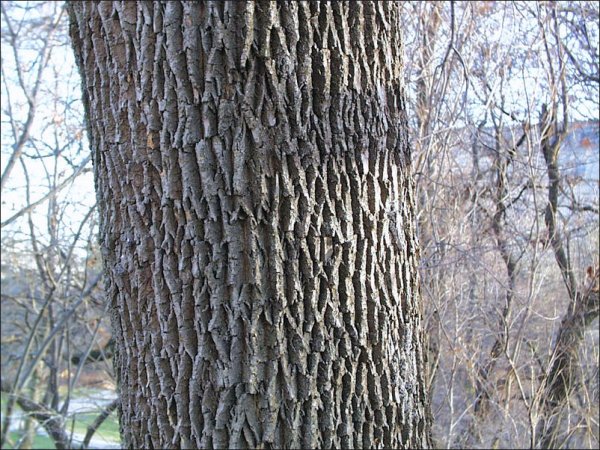 ASH_WHITE_bark.jpg