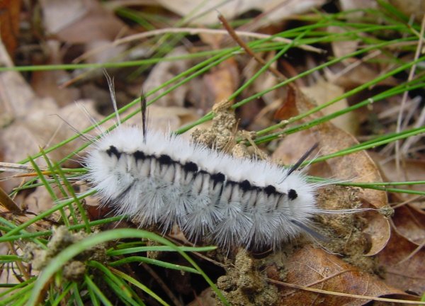 HickoryTussockCaterpillar.jpg