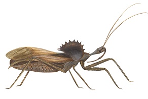 wheelbug.jpg