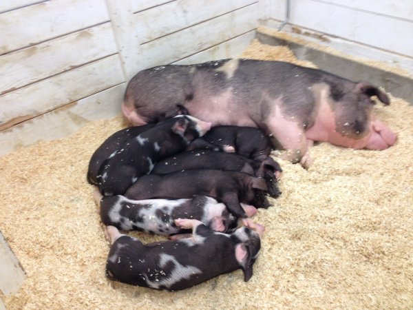 FairPigs.JPG