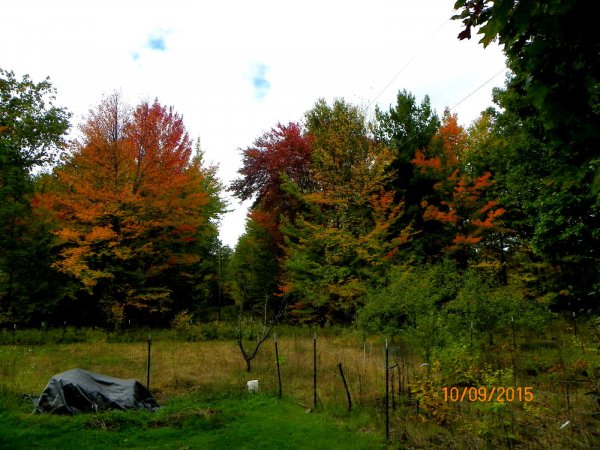 By front garden 10-9.JPG