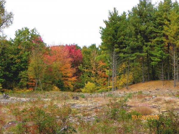 Sand-toward garden.JPG