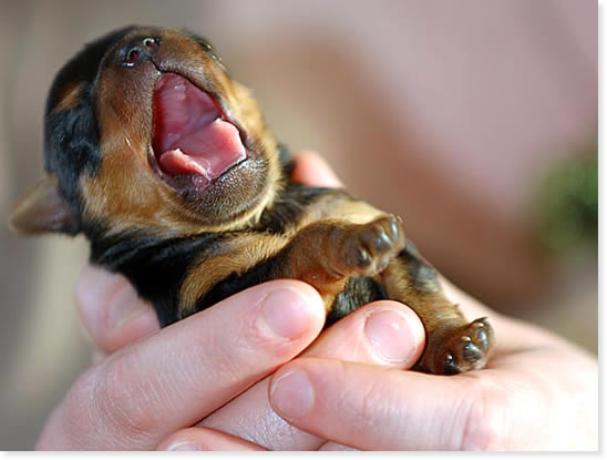 Baby Rott.jpg