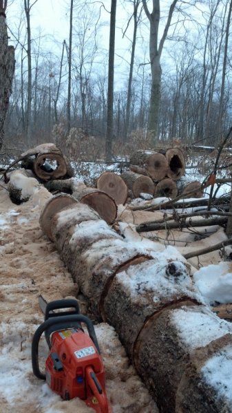 wood cutting Dec2013.jpg