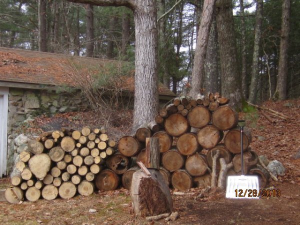 1 red oak.jpg