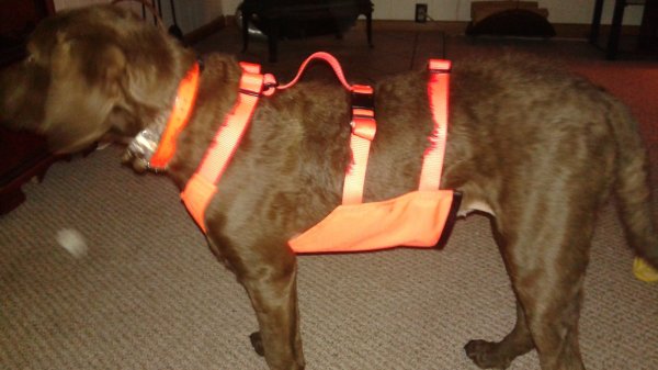 Mendota Pet Skid Plate Dog Vest