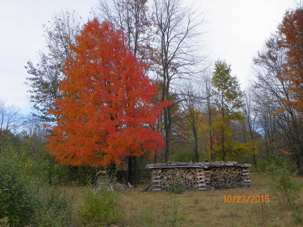 Maple by woodpile-1.JPG