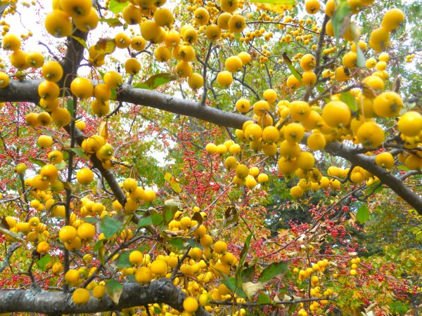 yellow apples:red berries.JPG