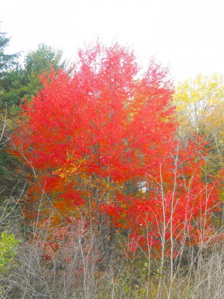 red.JPG