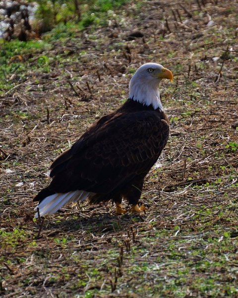 Bike Roure Pix 010 (640x800).jpg