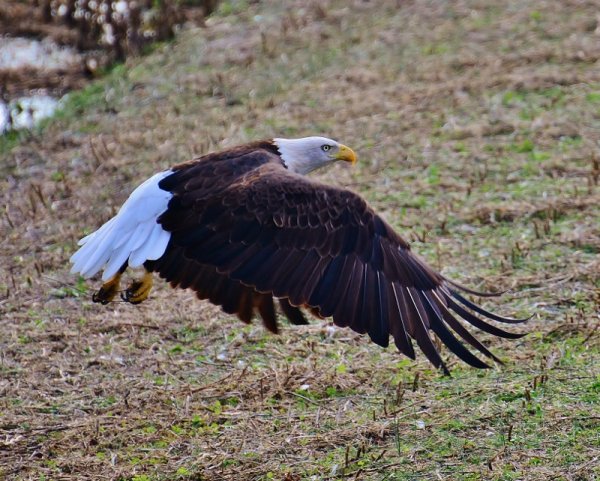 Bike Roure Pix 016 (800x642).jpg