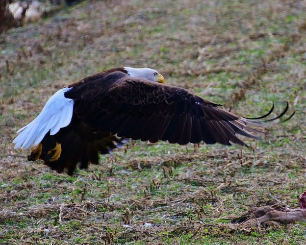 Bike Roure Pix 017 (800x641).jpg