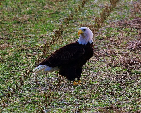 Bike Roure Pix 022 (800x641).jpg