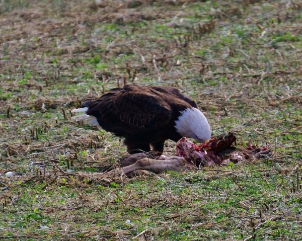 Bike Roure Pix 025 (800x639).jpg