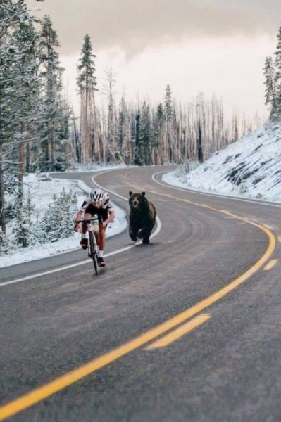 bear:bike.jpg
