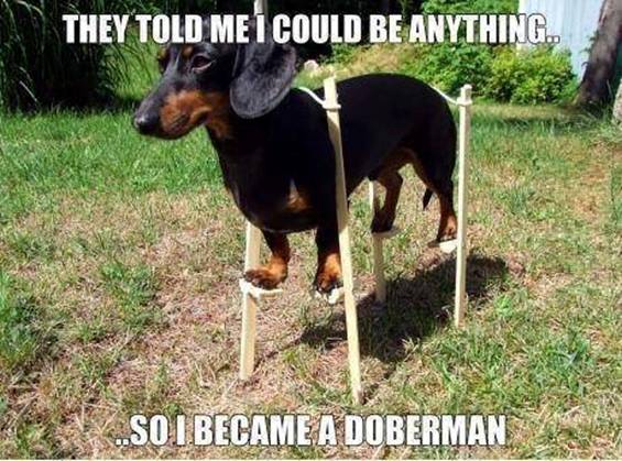 Mini Doberman.jpg