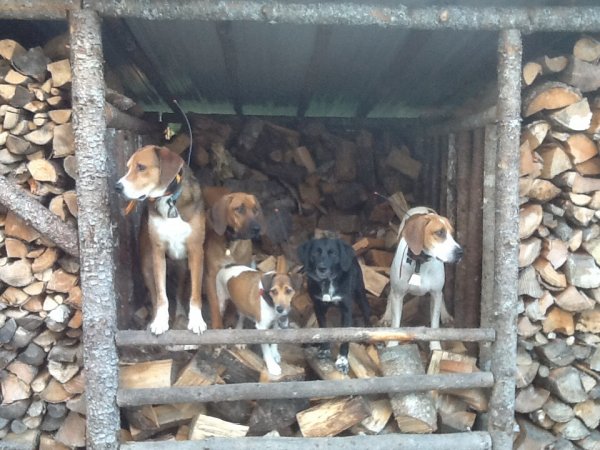 hounds in the wood shed.jpg