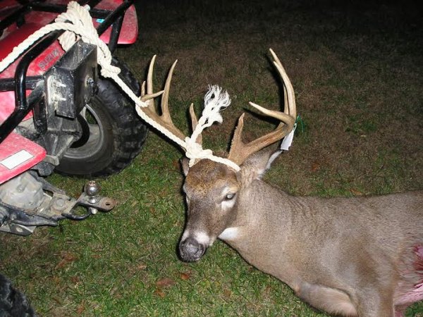 deer159pt.jpg