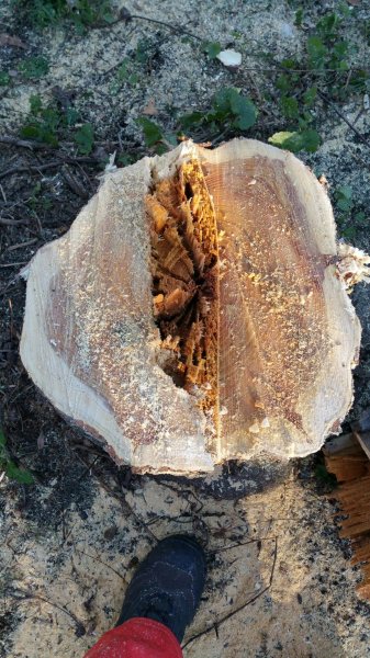 2015-11-21 09.04.47.jpg