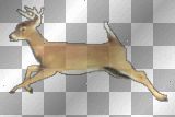 deer - buck.gif