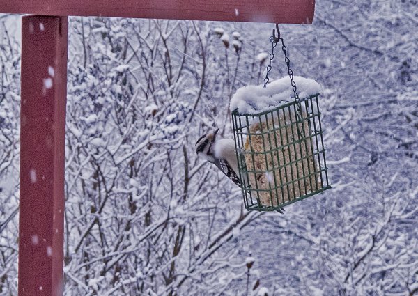 Woodpecker 11-26-14.jpg