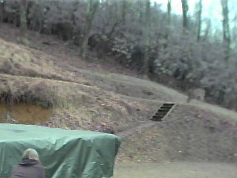 6pt buck.jpg
