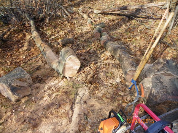 Wood cutting 2015b.JPG