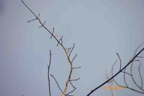 100_9625.JPG